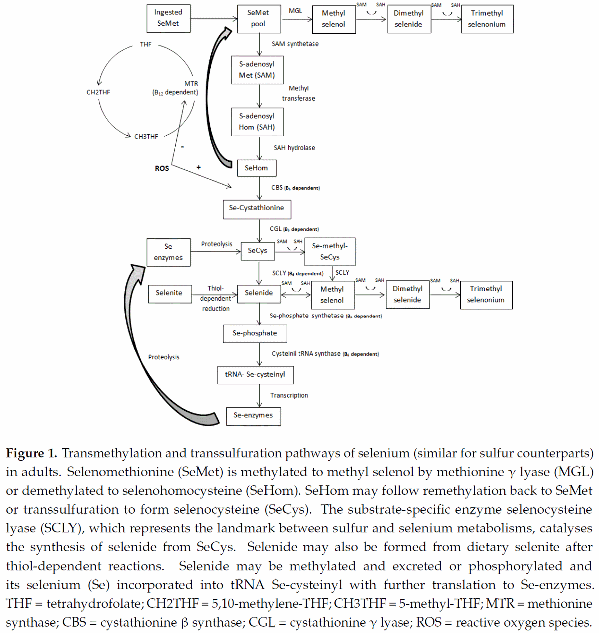 Pyridoxine (Vitamin B6) and the Glutathione Peroxidase System; a Link between One-Carbon Metabolism and Antioxidation - Image 1