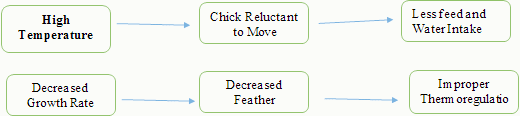 Poultry Brooding - Image 3
