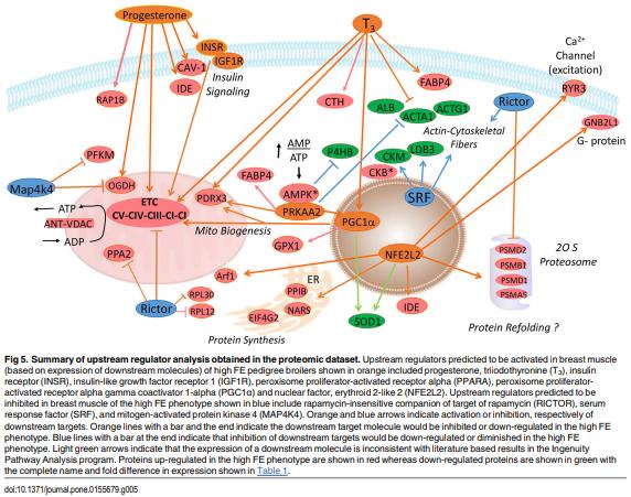 Proteomics of Breast Muscle Tissue Associated with the Phenotypic Expression of Feed Efficiency within a Pedigree Male Broiler Line: I. Highlight on Mitochondria - Image 9