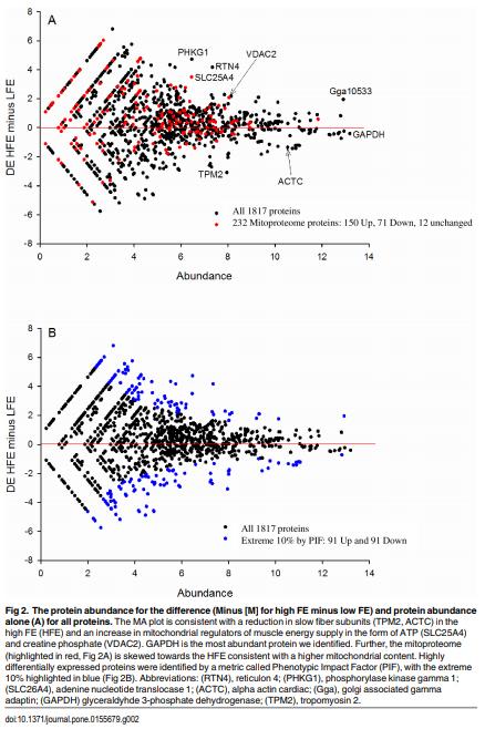 Proteomics of Breast Muscle Tissue Associated with the Phenotypic Expression of Feed Efficiency within a Pedigree Male Broiler Line: I. Highlight on Mitochondria - Image 3