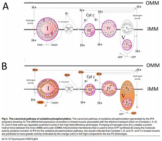 Proteomics of Breast Muscle Tissue Associated with the Phenotypic Expression of Feed Efficiency within a Pedigree Male Broiler Line: I. Highlight on Mitochondria - Image 7