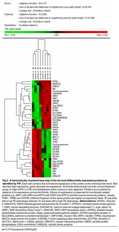 Proteomics of Breast Muscle Tissue Associated with the Phenotypic Expression of Feed Efficiency within a Pedigree Male Broiler Line: I. Highlight on Mitochondria - Image 4