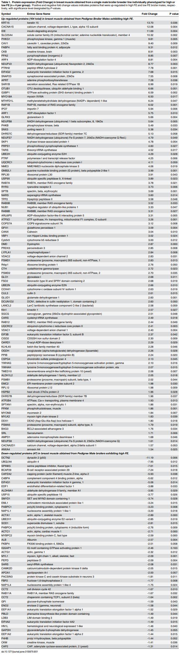 Proteomics of Breast Muscle Tissue Associated with the Phenotypic Expression of Feed Efficiency within a Pedigree Male Broiler Line: I. Highlight on Mitochondria - Image 2