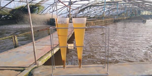 Large-Scale Biofloc Tank Culture of Tilapia in Malawi – a Technical Success Story - Image 1