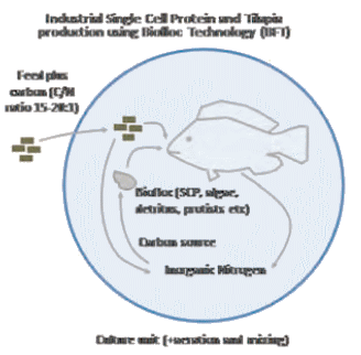 Large-Scale Biofloc Tank Culture of Tilapia in Malawi – a Technical Success Story - Image 2