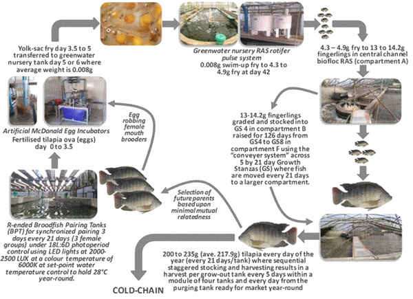 Optimizing tilapia biofloc technology systems, part 1 - Image 2