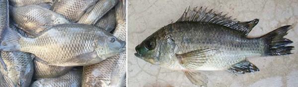 Optimizing tilapia biofloc technology systems, part 2 - Image 1