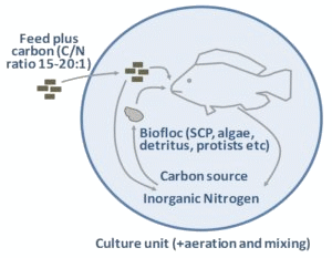 Optimizing tilapia biofloc technology systems, part 2 - Image 2