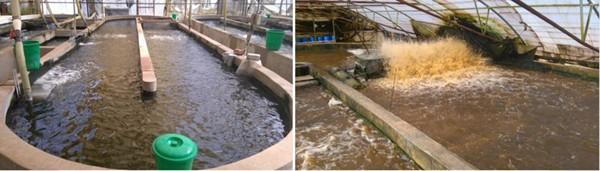 Optimizing tilapia biofloc technology systems, part 2 - Image 4