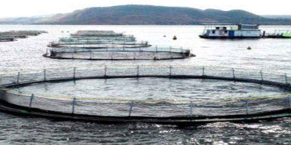 Optimizing tilapia biofloc technology systems, part 3 - Image 4