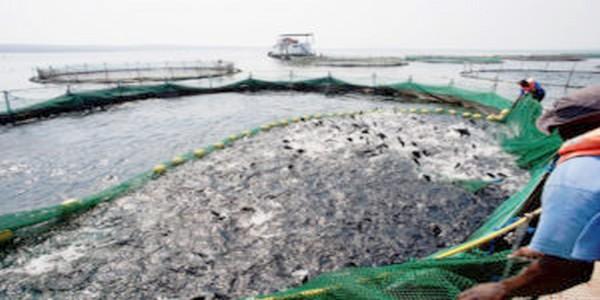 Optimizing tilapia biofloc technology systems, part 3 - Image 1