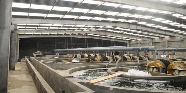 Optimizing tilapia biofloc technology systems, part 3 - Image 9