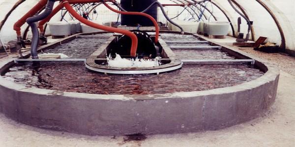 Optimizing tilapia biofloc technology systems, part 3 - Image 8