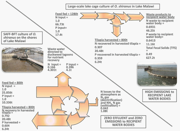 Optimizing tilapia biofloc technology systems, part 3 - Image 11