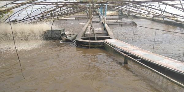 Optimizing tilapia biofloc technology systems, part 3 - Image 5