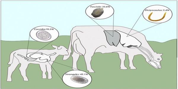 Survey of gastrointestinal parasites, liver flukes and lungworm in feces from dairy cattle in the high tropics of Antioquia, Colombia - Image 1