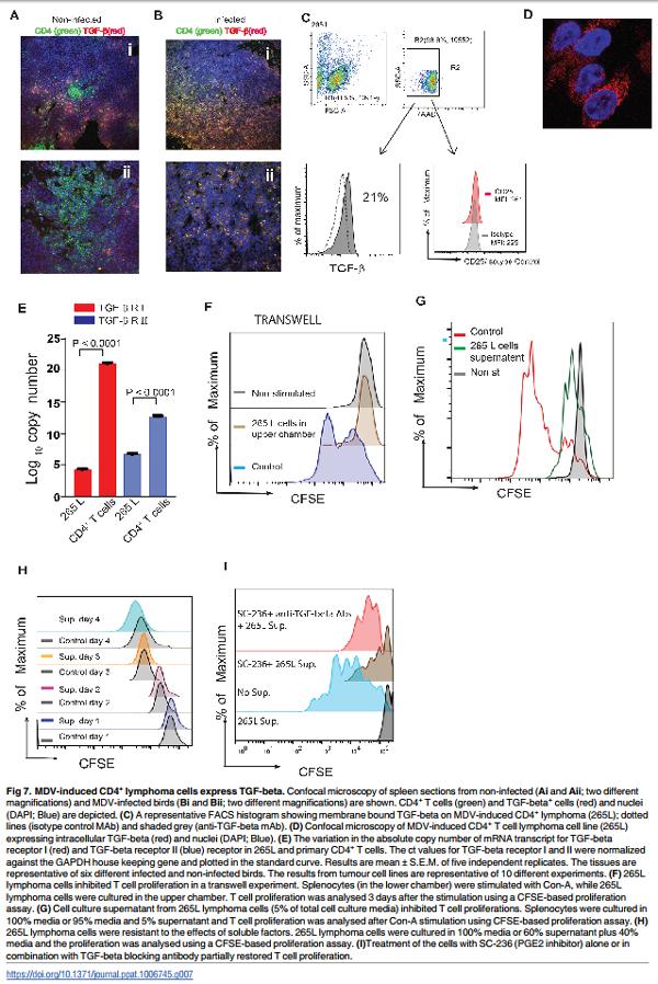 Association of Marek’s Disease induced immunosuppression with activation of a novel regulatory T cells in chickens - Image 7