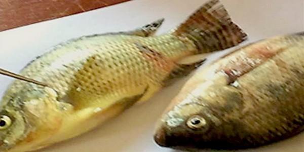 Role of Natural Zeolite in Improving Water Quality, Performance and Health Status of Nile Tilapia (Oreochromis Niloticus L.) in Earthen Ponds - Image 10