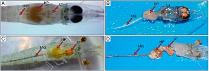 Functionary Properties of Hepatopancreas in Shrimp & Its Protection for Success of Culture - Image 4