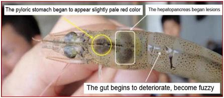 Functionary Properties of Hepatopancreas in Shrimp & Its Protection for Success of Culture - Image 2