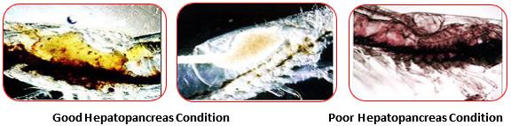 Functionary Properties of Hepatopancreas in Shrimp & Its Protection for Success of Culture - Image 3