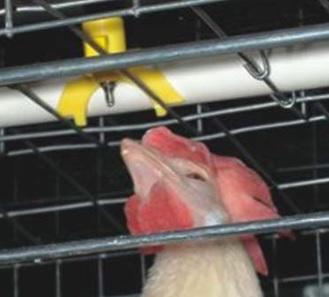 Water in Poultry Farms - Image 2
