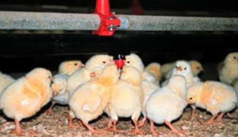 Water in Poultry Farms - Image 1