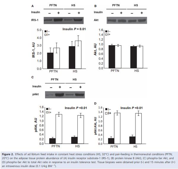Heat stress increases insulin sensitivity in pigs - Image 5