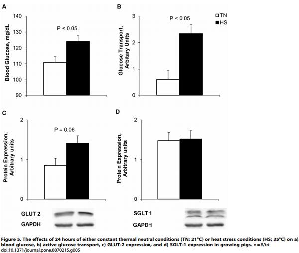 Heat Stress Reduces Intestinal Barrier Integrity and Favors Intestinal Glucose Transport in Growing Pigs - Image 7