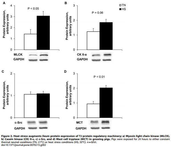 Heat Stress Reduces Intestinal Barrier Integrity and Favors Intestinal Glucose Transport in Growing Pigs - Image 2