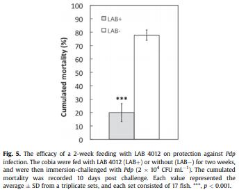 Diet supplementation of Pediococcus pentosaceus in cobia (Rachycentron canadum) enhances growth rate, respiratory burst and resistance against photobacteriosis - Image 5