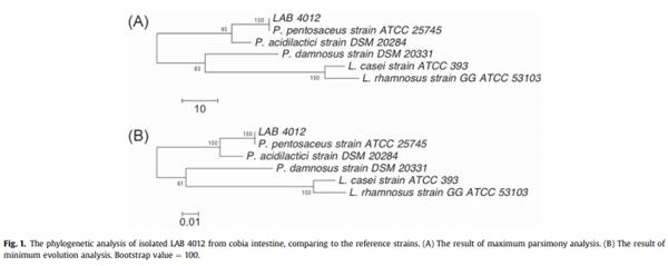 Diet supplementation of Pediococcus pentosaceus in cobia (Rachycentron canadum) enhances growth rate, respiratory burst and resistance against photobacteriosis - Image 1