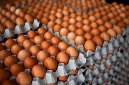 Marketing of poultry and its products - Image 3