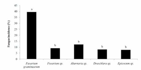 Anthesis, the infectious process and disease progress curves for fusarium head blight in wheat - Image 3