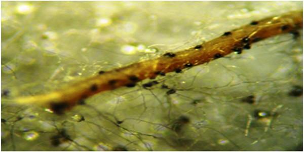 Dispersion of the soybean root rot by Cycloneda sanguinea (Coleoptera: Coccinellidae) - Image 4