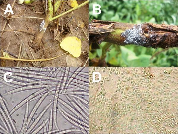 Dispersion of the soybean root rot by Cycloneda sanguinea (Coleoptera: Coccinellidae) - Image 3