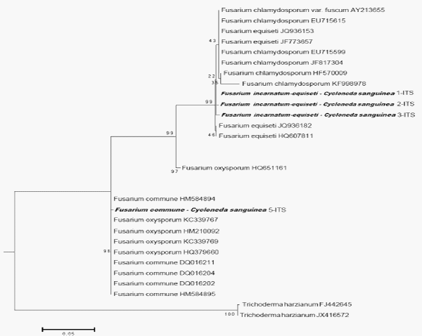 Dispersion of the soybean root rot by Cycloneda sanguinea (Coleoptera: Coccinellidae) - Image 1