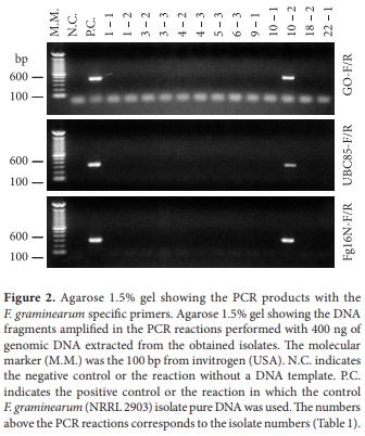 Use of the polymerase chain reaction for detection of Fusarium graminearum in bulgur wheat - Image 5