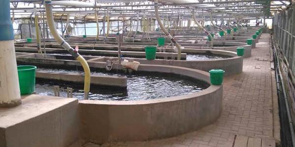 Tilapia: Miracle Fish (Part 1) - Image 2