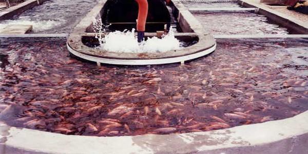 Tilapia: Miracle Fish (Part 1) - Image 4