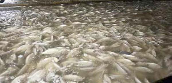 Tilapia: Miracle Fish (Part 2) - Image 1