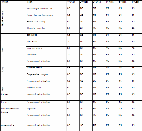 Role of histopathological examination in diagnosis of avian leucosis virus subtype J in broiler chicken in Egypt - Image 38