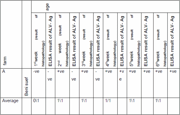 Role of histopathological examination in diagnosis of avian leucosis virus subtype J in broiler chicken in Egypt - Image 4