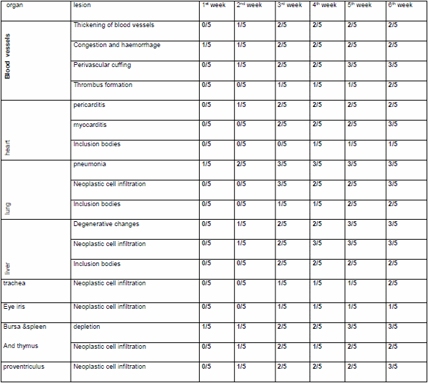 Role of histopathological examination in diagnosis of avian leucosis virus subtype J in broiler chicken in Egypt - Image 39