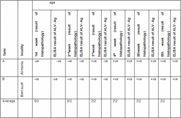 Role of histopathological examination in diagnosis of avian leucosis virus subtype J in broiler chicken in Egypt - Image 3