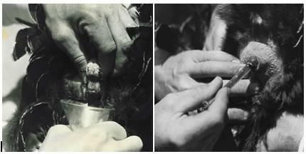 Artificial Insemination: Troubleshooting to Improve Fertility - Image 1