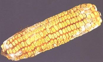 The Fusaric Acid - Image 1