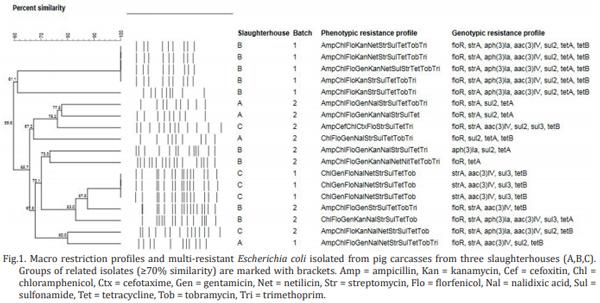 Genotyping and antimicrobial resistance in Escherichia coli from pig carcasses - Image 4