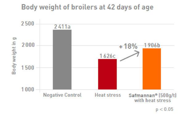 Heat stress: underlying mechanism and mitigation by yeast paraprobiotics - Image 4