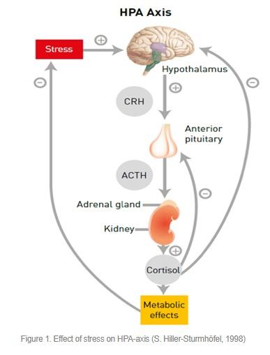 Heat stress: underlying mechanism and mitigation by yeast paraprobiotics - Image 2